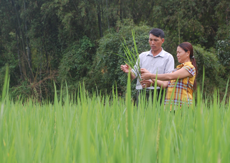 Mô hình trồng lúa gạo đặc sản với diện tích gần 3.000 m2 của gia đình bà Triệu Thị Kiên, thôn 5 Hồ Sen.