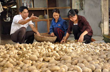 Chủ tịch UBND xã Yên Hợp - Bùi Xuân Thành kiểm tra chất lượng khoai tây.
