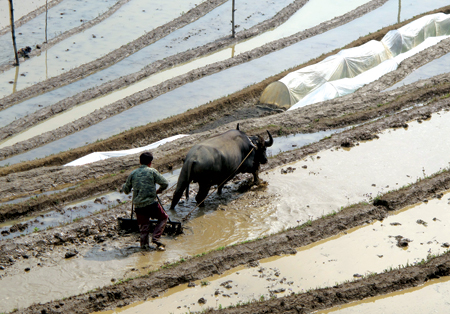 Nhân dân xã Lao Chải, huyện Mù Cang Chải làm đất gieo cấy lúa vụ đông xuân.