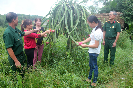Lãnh đạo Hội CCB xã cùng các tổ chức đoàn thể thăm mô hình trồng thanh long ruột đỏ trên địa bàn.