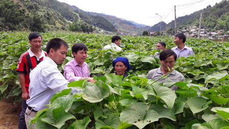 Cán bộ Phòng Nông nghiệp và Phát triển nông thôn huyện Mù Cang Chải kiểm tra mô hình trồng su su lấy ngọn của các hộ dân tham gia Dự án.