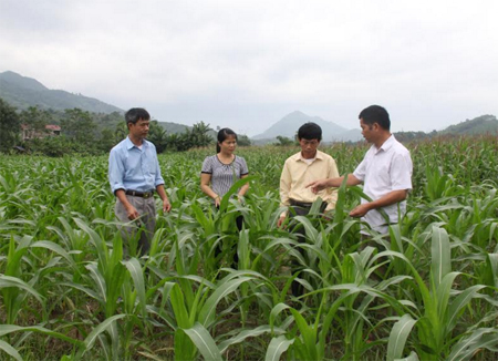 Lãnh đạo xã Minh Chuẩn kiểm tra phát triển sản xuất nông nghiệp.