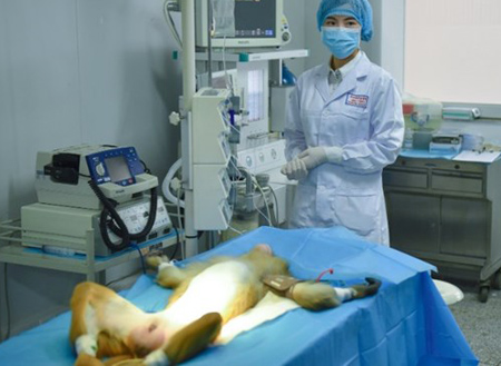 Các nhà khoa học Trung Quốc đã ghép thành công các mạch máu được sản xuất từ máy in 3D lên khỉ thí nghiệm.