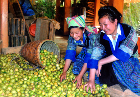 Giai đoạn 2011 - 2016, tỉnh Yên Bái hỗ trợ kinh phí cho nhân dân các địa phương trong tỉnh trồng trên 7.900 ha cây sơn tra. Trong ảnh: Nhiều hộ đồng bào Mông ở xã Nậm Có, huyện Mù Cang Chải thoát nghèo nhờ cây sơn tra. (Ảnh: Đức Hồng)