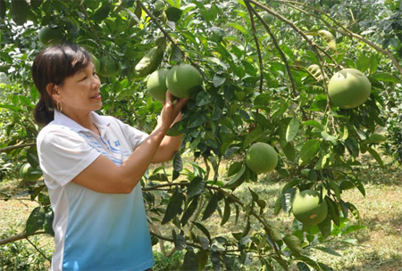 Mô hình trồng bưởi mang lại hiệu quả kinh tế cao của người dân xã Đại Minh, huyện Yên Bình.