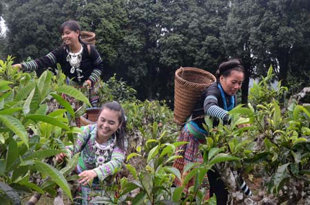 Sản phẩm chè Suối Giàng (Văn Chấn) được xây dựng nhãn hiệu chứng nhận “Chè Suối Giàng”. 
