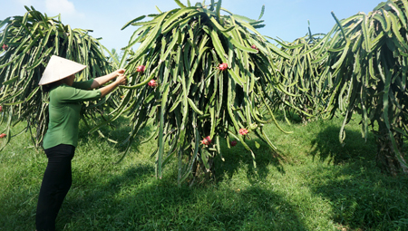 Vườn thanh long của gia đình ông Nguyễn Văn Quân đang cho thu hoạch những đợt quả cuối năm.