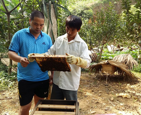 Đoàn viên thanh niên Hoàng Văn Sang, thôn Minh Phú, xã Vân Hội, huyện Trấn Yên (bên phải) làm giàu từ nuôi ong.