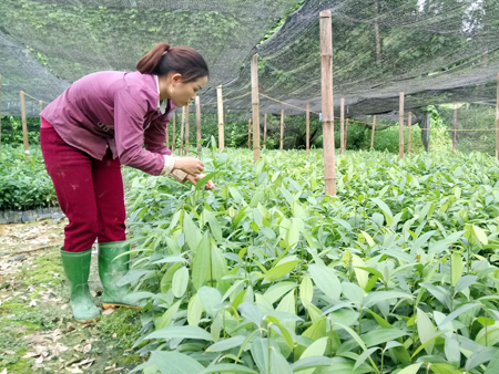 Chị Ngô Thị Thuận đang chăm sóc cây quế giống.