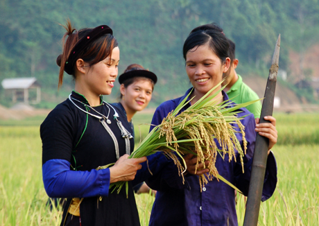 Nông dân huyện Văn Yên thu hoạch lúa mùa.  Ảnh Quang Tuấn