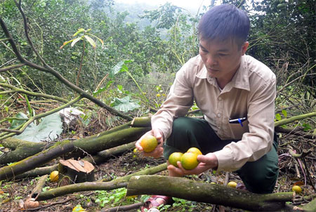 Ông Tạ Quốc Bảo ở thôn 6, xã Khánh Hòa, huyện Lục Yên chặt bỏ những cây cam bị chết do vàng lá, thối rễ.

