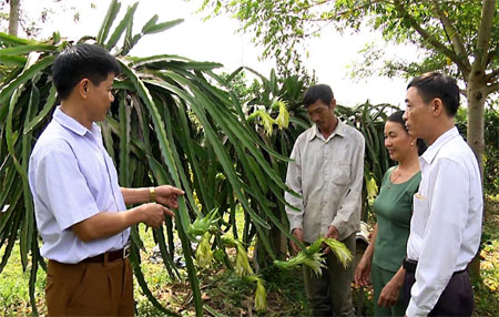 Lãnh đạo xã Vĩnh Kiên tham quan mô hình trồng thanh long tại thôn Đa Cốc.