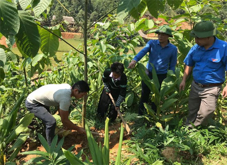 Dự án “Thanh niên dân tộc thiểu số khởi nghiệp” trồng cây gáo vàng và nghệ đỏ làm dược liệu của Hờ A Sênh và Hờ A Chở ở xã Hồng Ca, huyện Trấn Yên bước đầu phát huy hiệu quả.