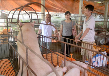 Một mô hình chăn nuôi lợn mang lại hiệu quả kinh tế cao của nông dân huyện Yên Bình.