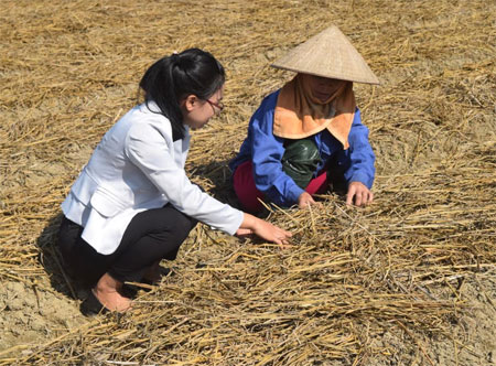 Cán bộ Trung tâm Dịch vụ hỗ trợ phát triển nông nghiệp thành phố Yên Bái hướng dẫn chị Phạm Thị Nguyên cách phủ rơm rạ lên mặt luống trồng khoai tây.