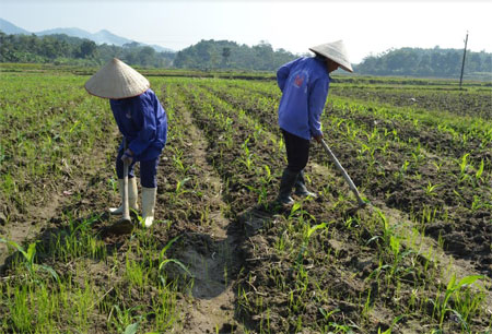 Nông dân xã Yên Bình chăm sóc ngô đông.