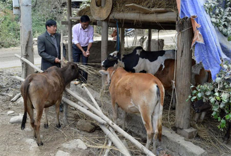 Cán bộ xã Khao Mang hướng dẫn người dân nuôi nhốt, dự trữ thức ăn cho gia súc.