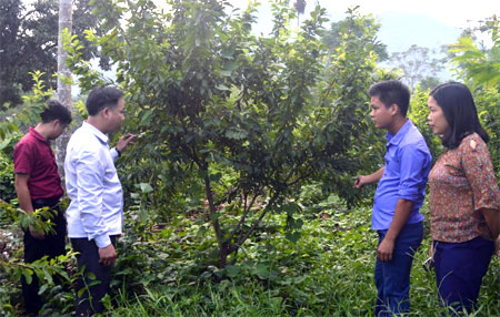 Lãnh đạo xã Vân Hội thăm một mô hình vườn cây ăn quả cho hiệu quả kinh tế cao.