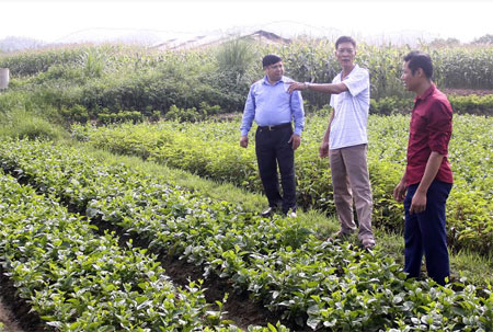 Nông dân Văn Phú phát triển sản xuất rau sạch gắn với thị trường thành phố.