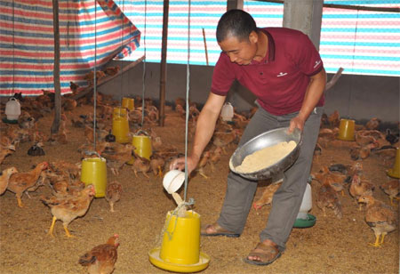 Anh Hà đang chăm sóc gà.