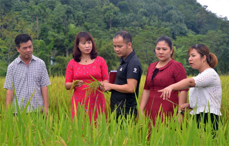 Trao đổi kỹ thuật canh tác lúa ở thôn Làng Đình.