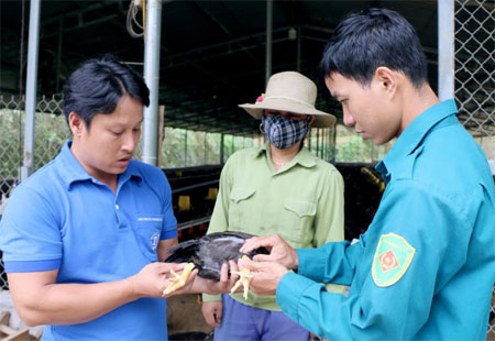 Anh Nguyễn Tiến Sơn (bên trái) giới thiệu giống gà Minh Dư.