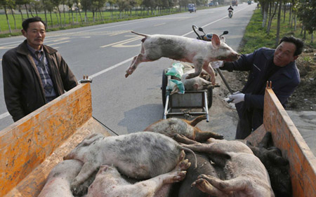 Dịch tả lợn châu Phi đã lan ra nhiều tỉnh ở Trung Quốc.