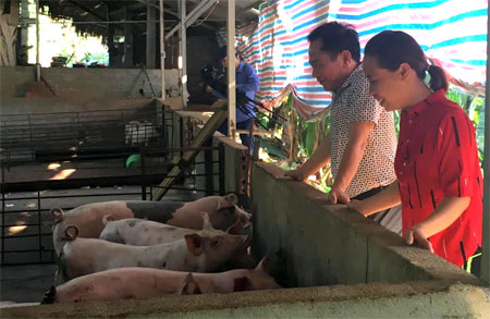 Nông dân xã Yên Thành phát triển chăn nuôi lợn thương phẩm.