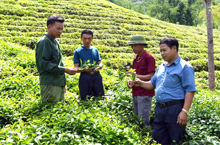 Bí thư Chi bộ thôn Khe Bon - Nguyễn Hữu Cảng (thứ 2, trái sang) cùng lãnh đạo xã Bình Thuận trao đổi với nhân dân về thâm canh chè.
