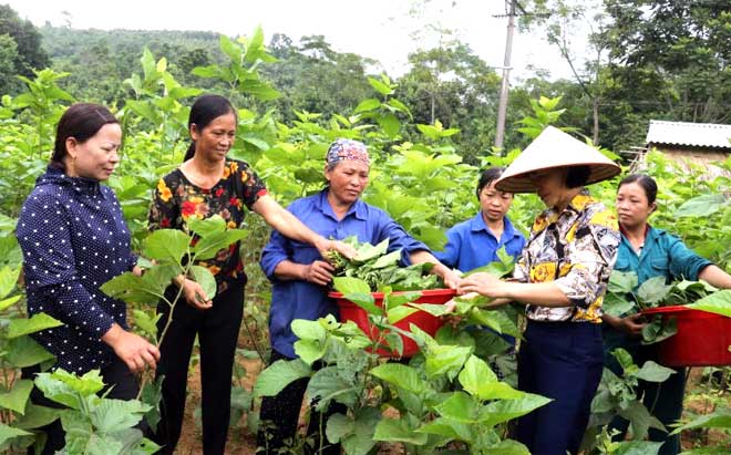 Thành viên Hợp tác xã Dâu tằm Yên Thái trao đổi kỹ thuật trồng, chăm sóc, thu hái lá dâu.