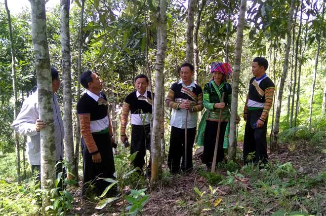 Hàng chục nghìn hộ đồng bào dân tộc thiểu số trên địa bàn tỉnh có thêm thu nhập từ nguồn kinh phí giao khoán chăm sóc, bảo vệ rừng