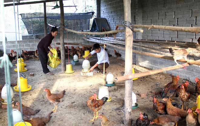 Anh Nguyễn Thành Luân chăm sóc, tiêm vắc - xin phòng, chống dịch bệnh cho gà giống mới mua về.
