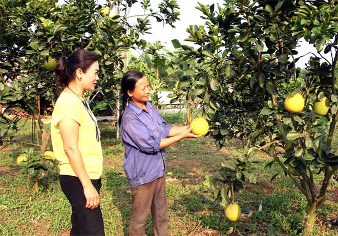 Chị Lê Thị Hương (phía trước) chia sẻ kinh nghiệm trồng bưởi với chị em phụ nữ trong phường Hợp Minh.