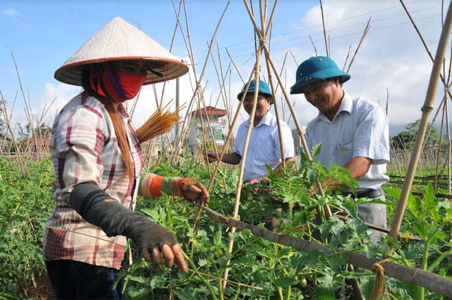 Hướng dẫn kỹ thuật trồng rau an toàn do Phòng lao động - Thương binh và Xã hội thị xã Nghĩa Lộ phối hợp tổ chức thu hút khá đông người lao động theo học.