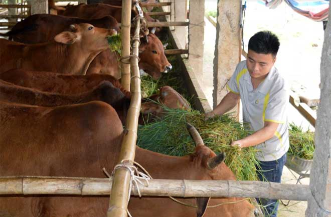 Mô hình chăn nuôi bò bán chăn thả của gia đình anh Nguyễn Văn Được, xã Đông Cuông cho hiệu quả kinh tế cao.