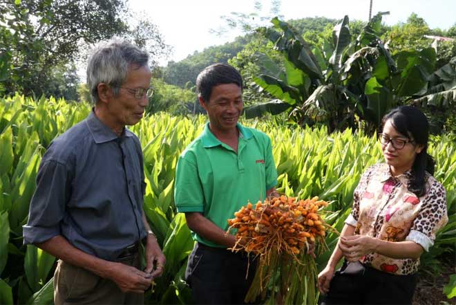 Ông Ngô Văn Tình, thôn Trấn Ninh, xã Tân Thịnh, thành phố Yên Bái (đứng giữa) trao đổi kinh nghiệm trồng nghệ với các hộ trong thôn.