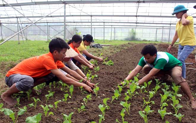 Cán bộ Hội Nông dân huyện tham gia ngày cùng dân trồng rau an toàn.