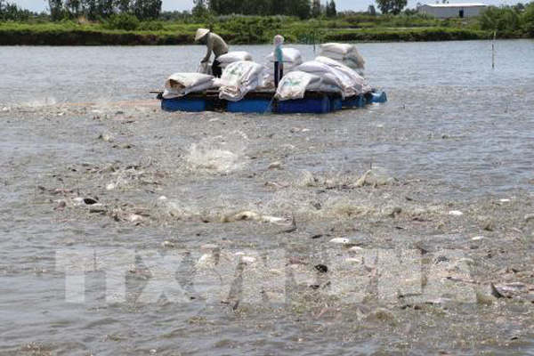 Vùng nuôi cá tra thương phẩm ở huyện Cao Lãnh, tỉnh Đồng Tháp được cấp mã số nhận diện. (Ảnh minh họa)