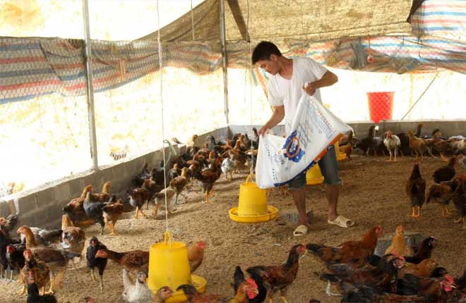 Chăn nuôi gà quy mô lớn theo hướng sản xuất hàng hóa ở xã Việt Hồng đang khẳng định hiệu quả kinh tế.
