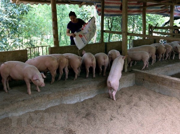 Nông dân xã Yên Phú chăm sóc lợn.
