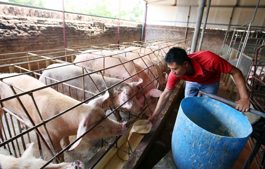 Nông dân chăm sóc đàn lợn với mô hình nuôi bằng thảo dược để xuất chuồng phục vụ Tết Nguyên đán sắp tới.