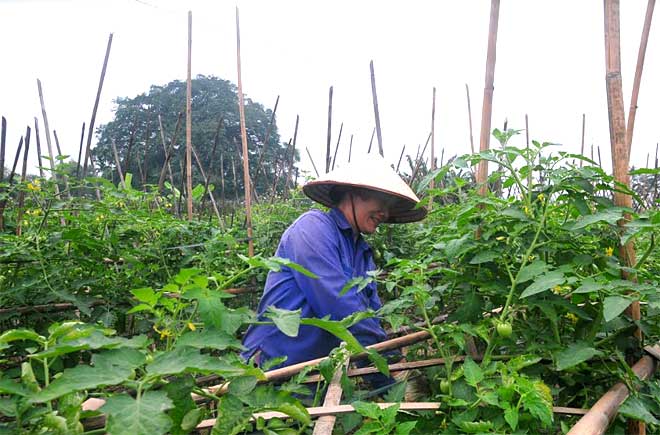 Người dân xã Tuy Lộc, thành phố Yên Bái được hỗ trợ sinh kế để phát triển sản xuất nông nghiệp.