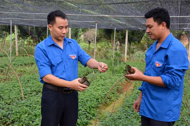 Các thành viên Hợp tác xã Sản xuất Dược liệu Viễn Sơn giới thiệu giống cây dược liệu phát triển tốt.