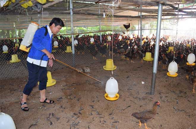 Nhiều hộ chăn nuôi gà quy mô lớn trên địa bàn tỉnh Yên Bái và các tỉnh lân cận đã sử dụng chế phẩm sinh học E.M để làm sạch chuồng trại, bảo vệ môi trường nông thôn.