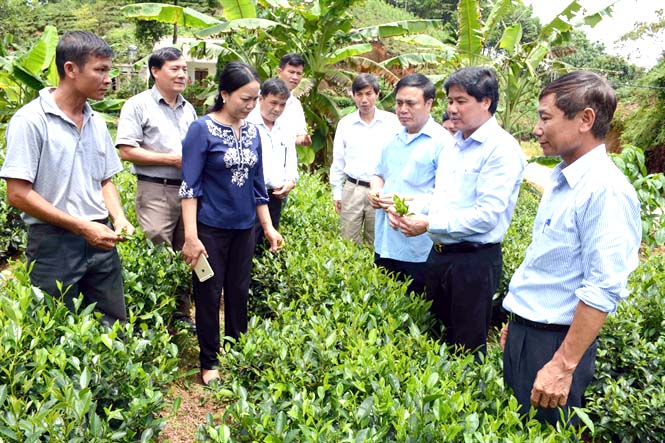 Yên Bái đã xây dựng và phát triển vùng chè sạch, chè an toàn đáp ứng cho nhu cầu thị trường.