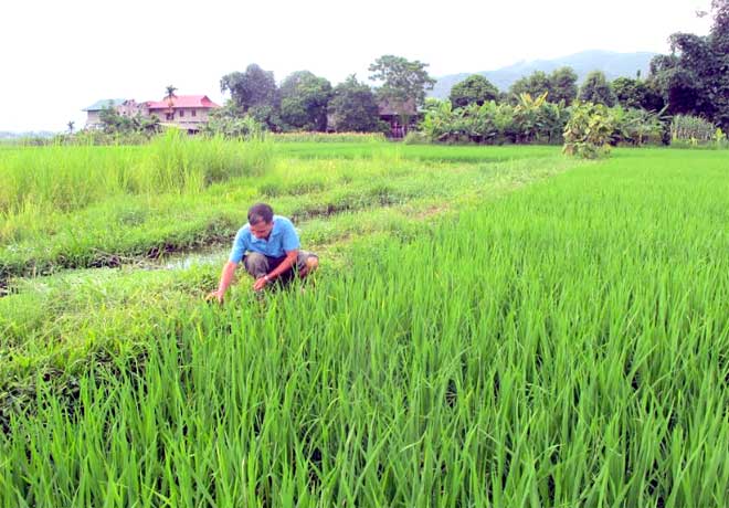 Nông dân thôn Ao Luông, xã Sơn A (Văn Chấn) làm cỏ bằng tay thay vì dùng thuốc trừ cỏ trong sản xuất nông nghiệp.