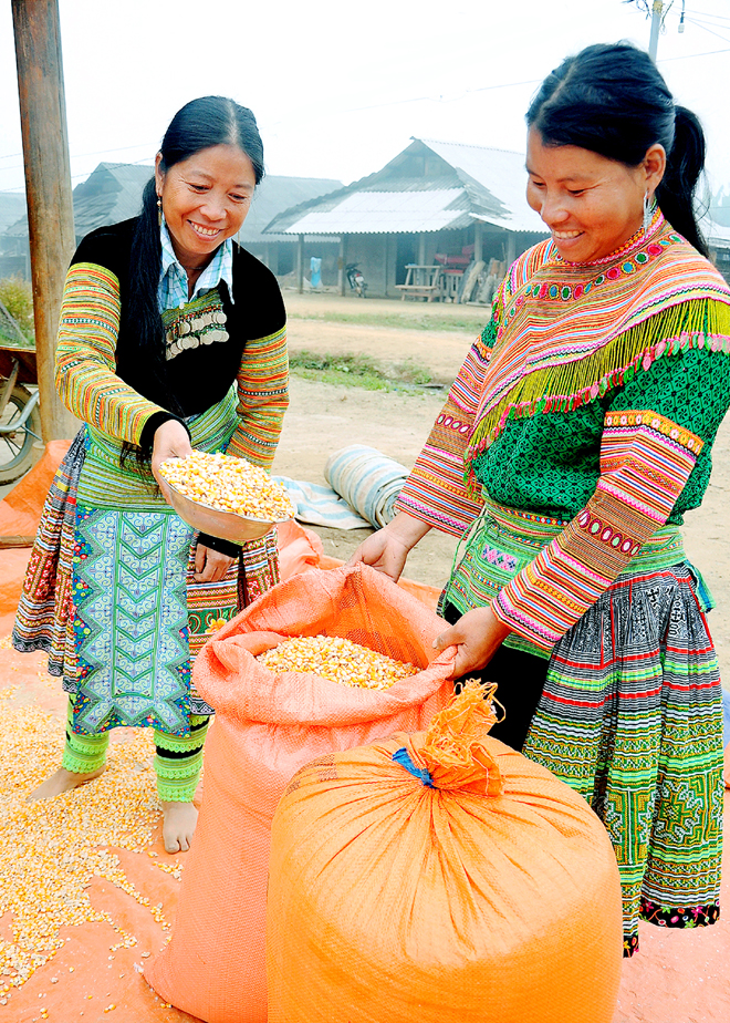 Nhân dân thôn Háng Xê, xã Xà Hồ, huyện Trạm Tấu được mùa ngô.