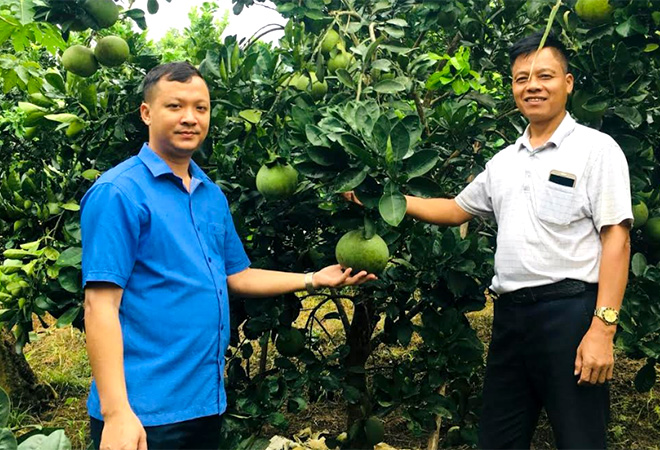 Đồng chí Lê Anh Tuấn - Chủ tịch UBND xã Hưng Thịnh (bên trái) tham quan mô hình trồng bưởi Diễn của ông Tằng Văn Quỳnh, thôn Yên Định.