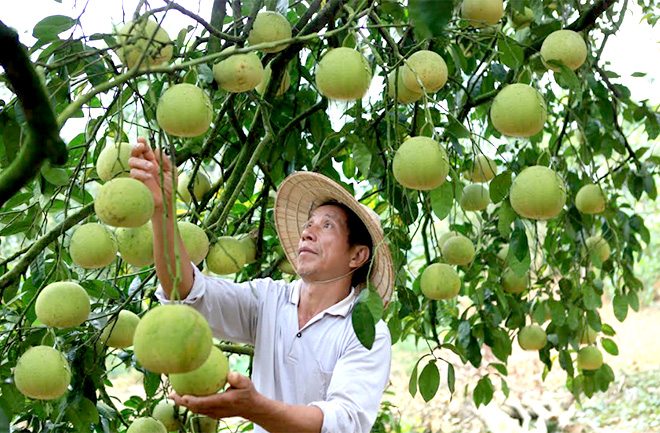 Bưởi Đại Minh là một trong những đặc sản giới thiệu tại Hội chợ Thương mại và Du lịch huyện Yên Bình năm 2020.
