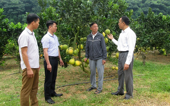 Lãnh đạo xã Lâm Giang thăm mô hình bưởi Diễn của gia đình ông Vũ Gia Biên.